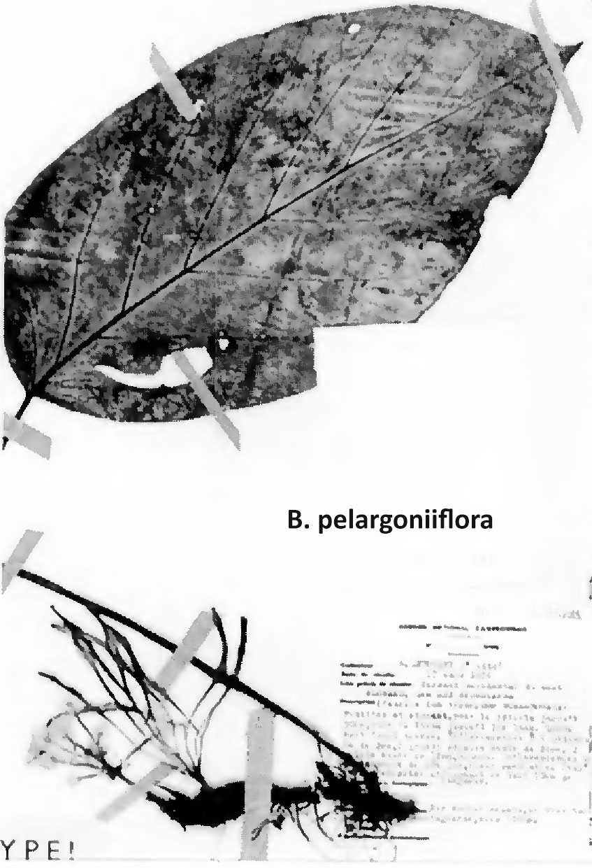 B. pelargoniiflora